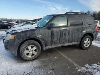  Salvage Ford Escape